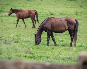 Fototapeta premium A horse without a harness roams and grazes freely in green fields - ranch life and horse breeding