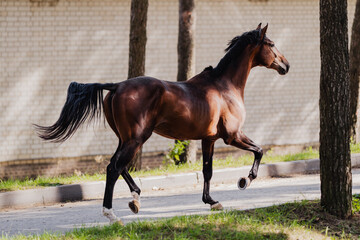 A horse without a harness roams and grazes freely in green fields - ranch life and horse breeding