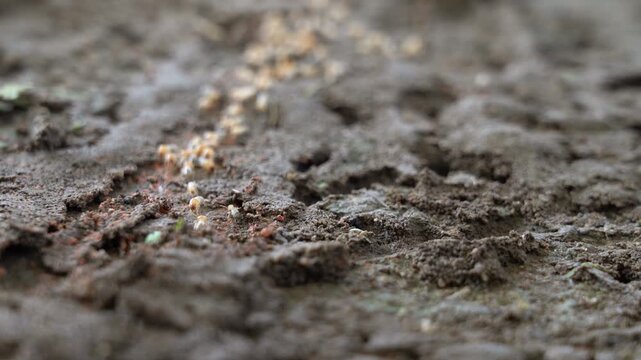 Termites walk on the ground and then descend into nests underground.