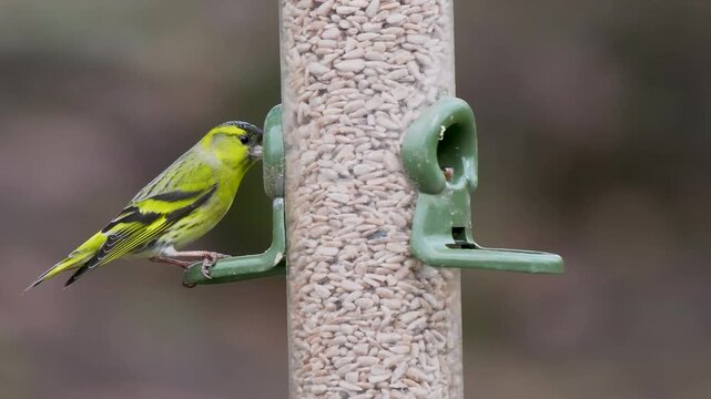 Siskin on a Bird Feeder