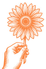 A hand holding a sunflower or a large daisy. A hand-drawn vector illustration in a classic, vintage engraving or woodcut style. Isolated artwork.