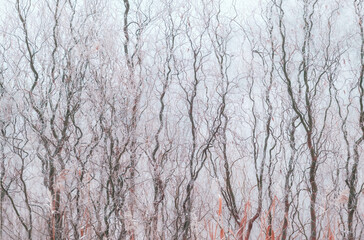 A dense wall of winding, bare branches covered with frost. Natural texture and abstract winter pattern. Cold season, frost, fog. The perfect backdrop for design, ecology and nature themes
