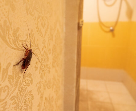 A cockroach, croton bug in hotel, crawling on the wall and floor. Malaysia