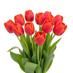Vibrant orange tulips in full bloom isolated on transparent background