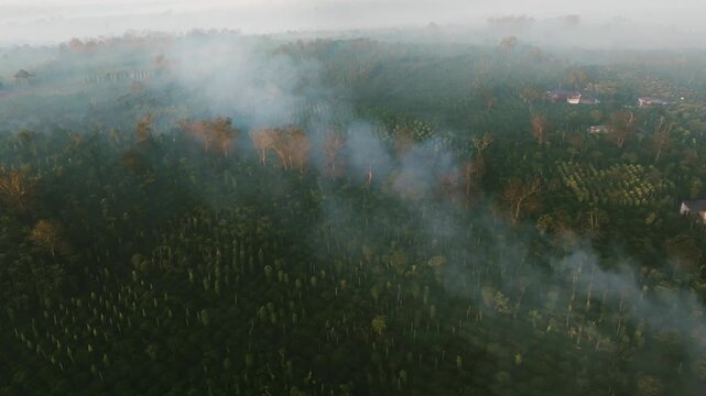 Drone View of Coffee Plantations and Pepper Farms in Misty Dak Lak Highlands
tructured coffee and pepper plantations shrouded in heavy morning mist