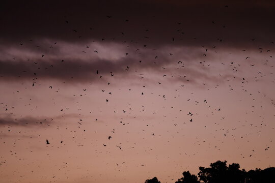 spectacled flying fox (Pteropus conspicillatus) in the evening over the Daintree Rainforest  Queensland, Australia