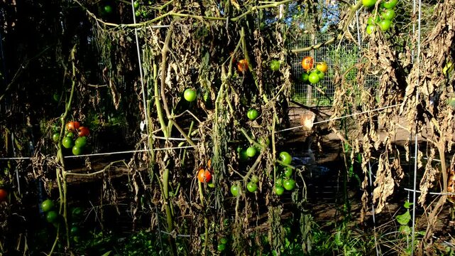 Last cherry tomatoes in variety of maturing state hanging from dying vines after first frost killed plants overnight. There is adjacent chickens enclosure next to garden