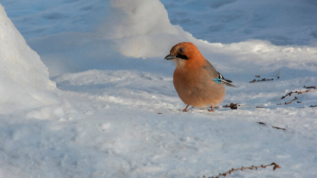 A jay sits on the snow on a sunny winter day.