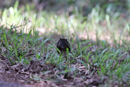 musky rat-kangaroo (Hypsiprymnodon moschatus) Queensland, Australia