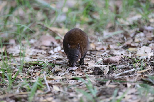 musky rat-kangaroo (Hypsiprymnodon moschatus) Queensland, Australia