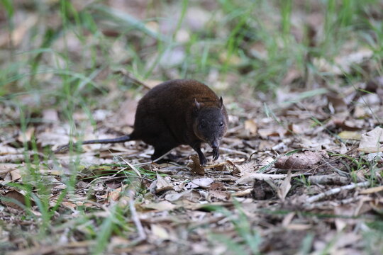 musky rat-kangaroo (Hypsiprymnodon moschatus) Queensland, Australia