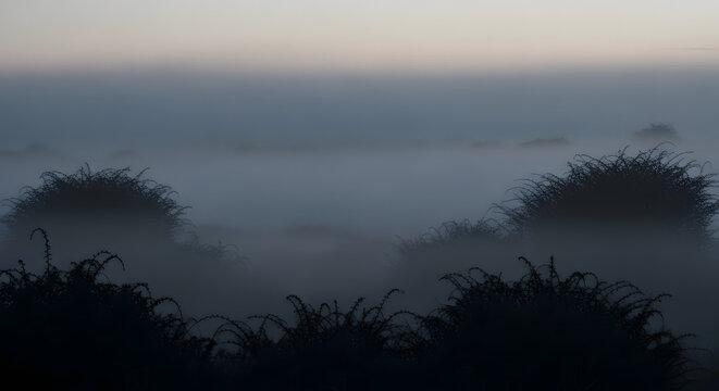 Dark silhouettes of thorny bushes emerging from dense fog at twi