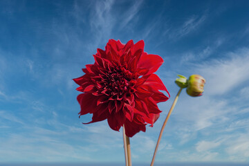 Close-up of a red and pink dahlia blooming against a bright blue sky.
