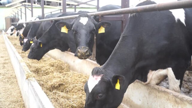 Cows at feeding gate eating silage or roughage. Cattle breeding on dairy farm