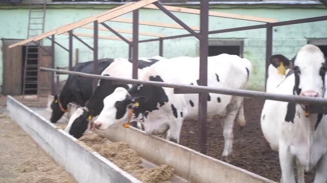 Cows at feeding gate eating silage or roughage. Cattle breeding on dairy farm