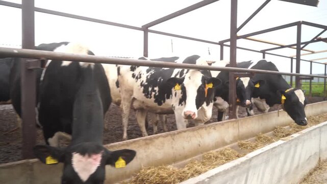 Cows at feeding gate eating silage or roughage. Cattle breeding on dairy farm