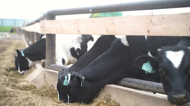 Calves Eating Feed in Barn Row at Farm
