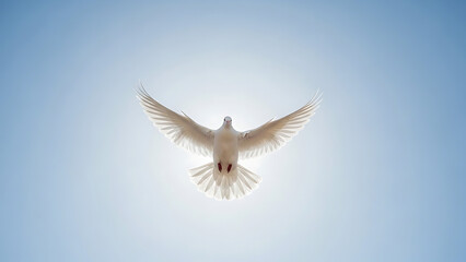 Obraz premium White dove bird flying upwards against bright sunny blue sky symbolizing peace freedom and hope