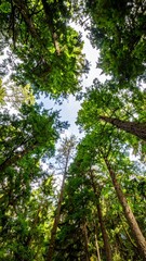 Fototapeta premium Forest with vertical view upward through layered branches showing gaps of sky in a mixed-species woodland