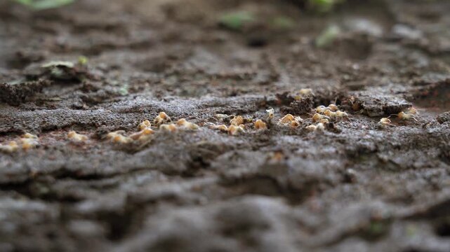 Termites walk on the ground and then descend into nests underground.
