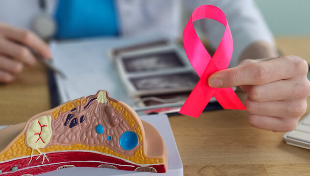 Doctor is holding pink ribbon and anatomy of mammary gland demonstrating support to patient concept