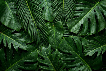 Obraz premium Fresh green tropical leaves texture with water drops background.