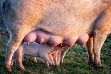 Nahaufnahme von drei Ferkeln die im Freien an den  Zitzen des Mutterschweins saugen