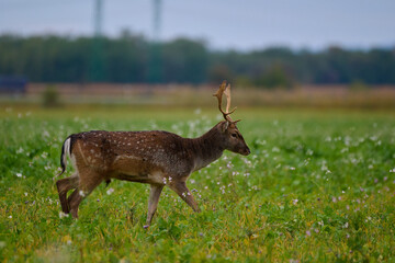 Naklejka premium Fallow deer,, dama dama,, in field near Carpathian forest, Slovakia