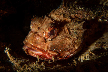 Low-Key Portrait of a Camouflaged Scorpionfish