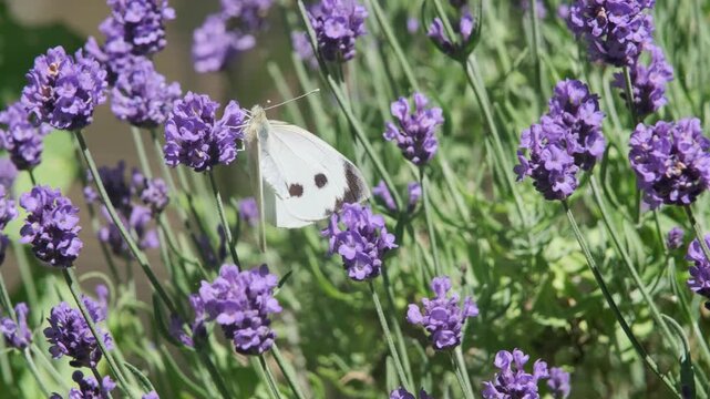 Two cabbage white butterflies playing on a purple flowering lavender plant in summer