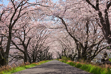 Obraz premium 桜のトンネルと散歩道【墨俣地区の犀川堤】