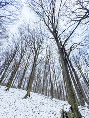 Snow-covered forest with tall leafless trees