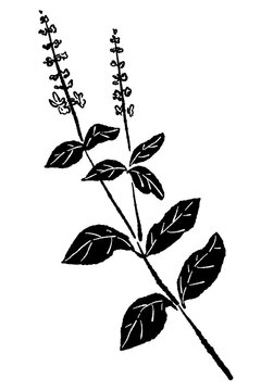 Upright Basil Stem Monochrome Vector Illustration