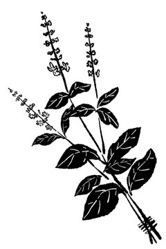 Basil Plant Branch Monochrome Vector Illustration