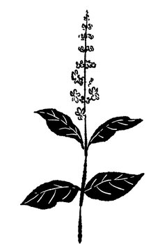 Simple Basil Herb Stem Vector Silhouette