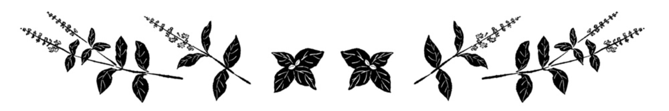 Decorative Basil Leaf Border Line Vector