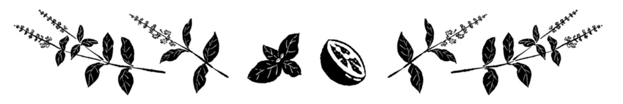 Monochrome Basil Border Divider Vector Illustration