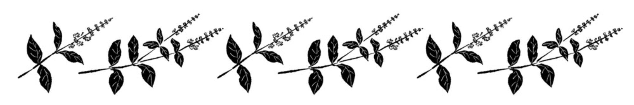 Black and White Basil Divider Line Vector