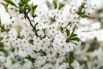 Obraz premium White cherry blossom flowers blooming on a tree branch against a blurred natural background, celebrating the arrival of spring and the beauty of nature