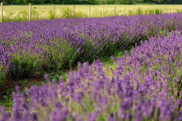 Rows of vibrant purple lavender flowers are growing in a field, creating a picturesque scene of natural beauty and tranquility, with a blurred background suggesting a peaceful rural landscape