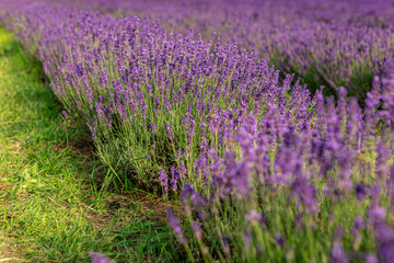 Blooming purple lavender fields stretch across the summer landscape, with a winding green grass path inviting tranquil strolls through vibrant floral beauty and serene nature