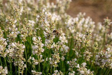 Honey bee hovering near white lavender blossoms, transferring pollen across sunlit botanical landscape with soft background detail highlighting natural pollination process