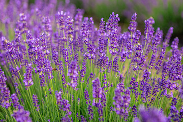 Fototapeta premium Lavender flowers are creating a beautiful purple field, offering a stunning display of color and fragrance, attracting bees and other pollinators with their sweet nectar