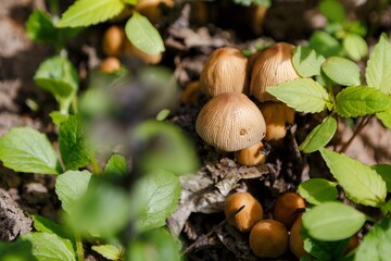 Small, delicate mushrooms emerge from the forest floor, their brown caps contrasting against the vibrant green leaves of the surrounding undergrowth, creating a captivating scene of natural beauty