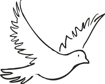 White dove flying. Holy spirit vector illustration and sketch, line art for coloring and mass booklet. White dove to represent peace, god, holy spirit, freedom, peace, love, and faith.