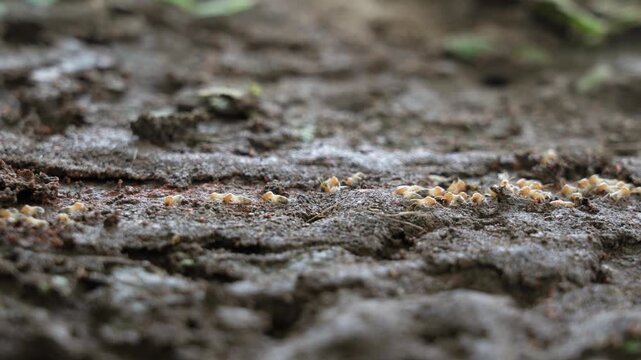 Termites walk on the ground and then descend into nests underground.