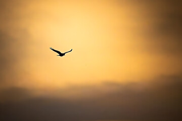 Fototapeta premium Silhouette of a flying bird against a golden sky at sunset. Minimalist wildlife scene symbolizing freedom, calm, travel, and nature in warm evening light.