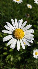 Obraz premium Close-up of a Daisy with Water Droplets in a Field.