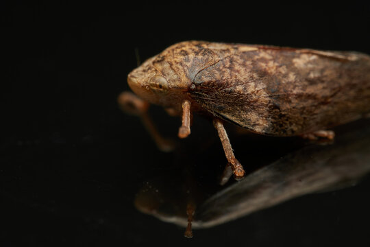 Spittlebug macro insect reflected on black surface