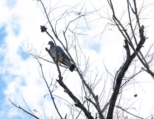 Forest pigeon sitting in the grass, picture through dry branches in the forest.